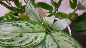 КОМНАТНЫЕ РАСТЕНИЯ, КОТОРЫМ НЕ НУЖНО МНОГО СВЕТА