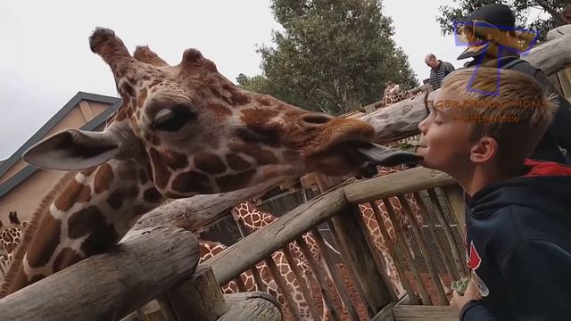 #дети против животных попробуй не засмеяться/kids vs animals try not to laugh смотреть онлайн