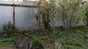 Хмель на даче Часть 2. Самый злостный сорняк. Не сажайте хмель! Каждый год избавляемся. #garden