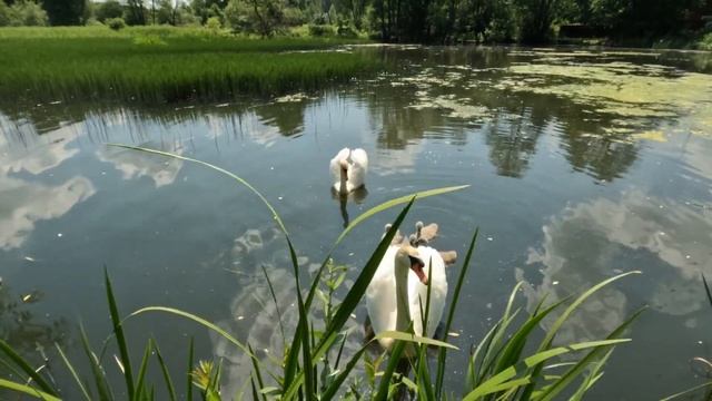 Лебедь Шипун шипит защищая семью / swan смотреть онлайн
