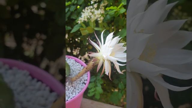 Echinopsis Subdenudata in Bloom смотреть онлайн