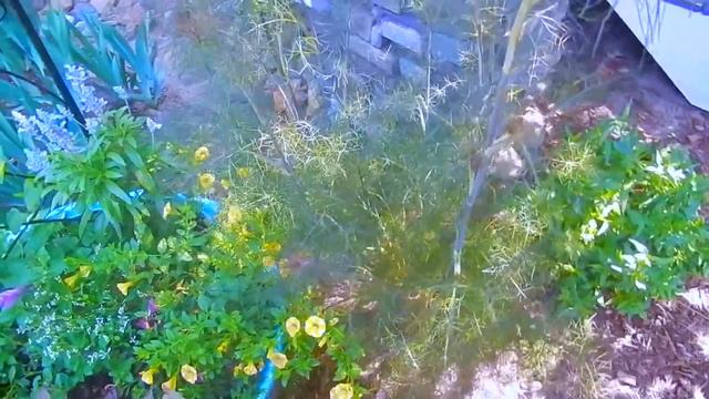July Backyard Garden Tour 2018 🍃🌸🦋 смотреть онлайн