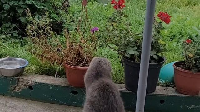 ДЮША И ШУНЯ БЫЛИ ТУТ.СЕНТЯБРЬ 2023.снт Буран смотреть онлайн