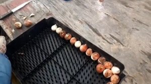 Выгонка тюльпанов на гидропонике к 8 марта. Часть 3.Начало посадки.