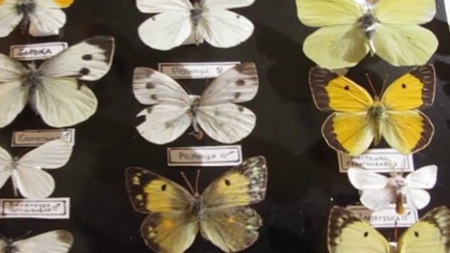 Коллекция насекомых Крыма смотреть онлайн