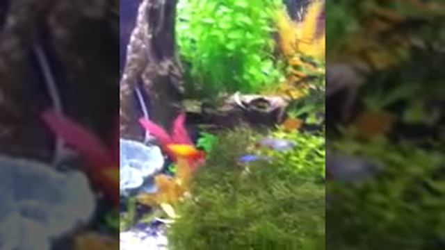 My aquarium смотреть онлайн