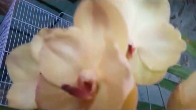 3 Vanda Orchids in Blooms: V. White Diamond, V. Yellow Butterfly and V. Brownie. смотреть онлайн