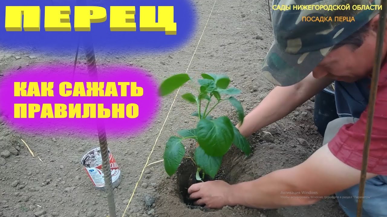 Посадка сладкого перца.Сажаем перец в открытый грунт смотреть онлайн
