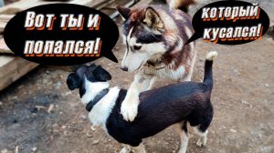 Хася отомстил псам за вчерашнее нападение Бублик пометил папу, Котидом почти готов. Арес сбежал.