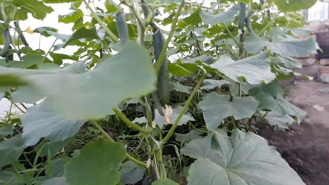 КС 930 F1 (KS 930 F1) семена огурца партенокарп. тип Beit Alpha раннего 45-50 дн. 19-20 см (Kitano смотреть онлайн