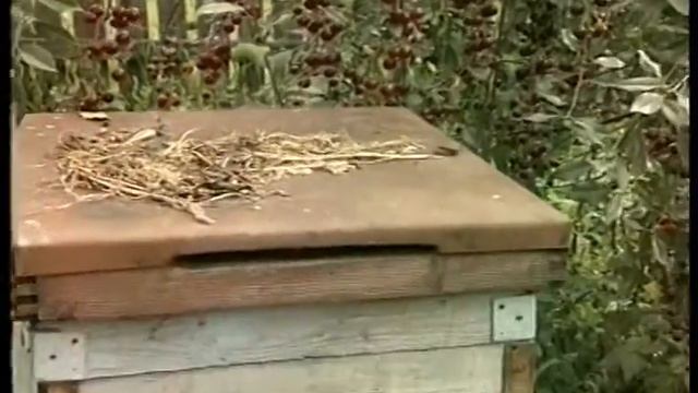 Уход за вишней в Сибири смотреть онлайн
