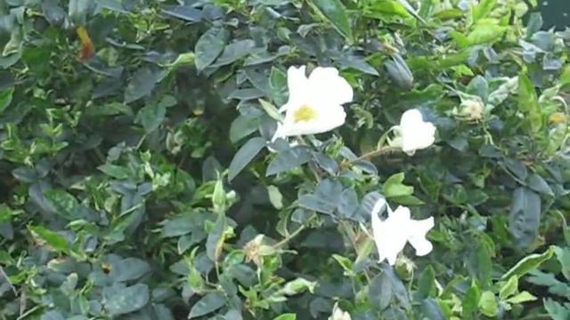 jin ying zi - 金櫻子 - Fructus Rosae Laevigatae, Cherokee Rosehip смотреть онлайн
