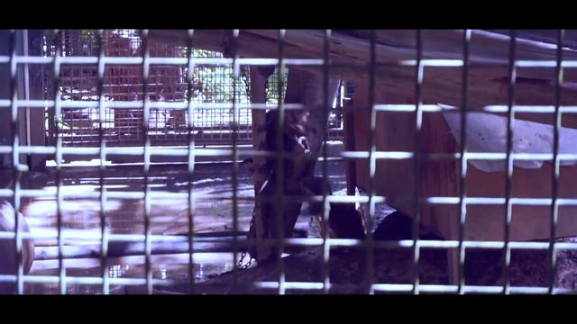 Interview about health & safety at Zoo Negara смотреть онлайн