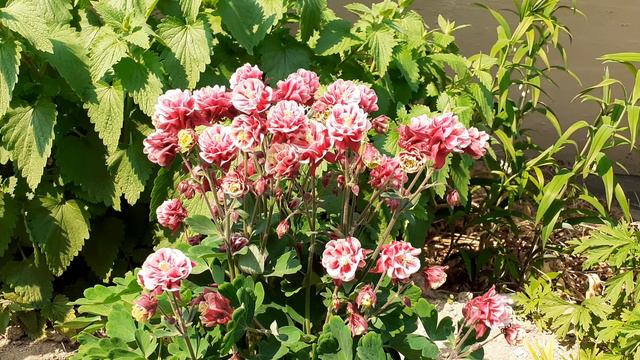 Nature ASMR Columbine winky double flower смотреть онлайн