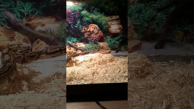 BALL PYTHON STRIKES!!!! WARNING VIOLENT CONTENT!!! смотреть онлайн