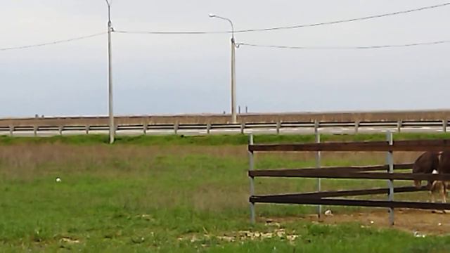 Страус одинокий. Павлину больше повезло.