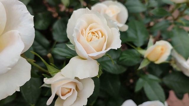 Роза Лионс Роуз в Подмосковье смотреть онлайн