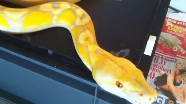 Sunfire-Purple-Albino Reticulated Python - 1,0 смотреть онлайн