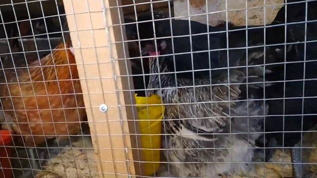 лучшая добавка для яйценоскости кур! без хими! мой влог о деревенской жизни смотреть онлайн