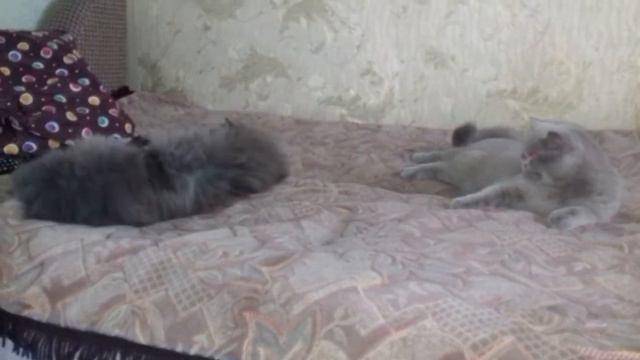 Мужик не даёт! !))))) смотреть онлайн