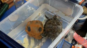 Что будет если черепаха  укусит за палец.