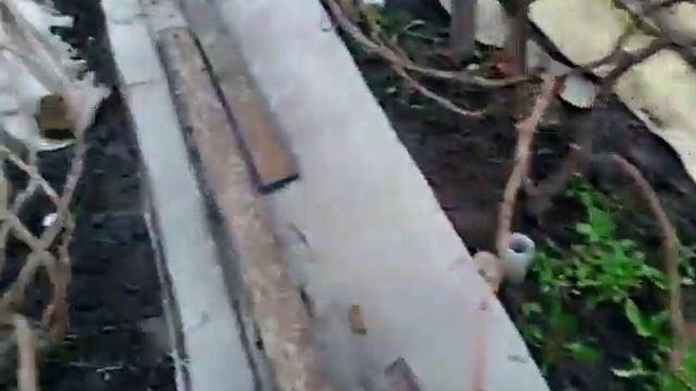 Как уберечь виноград от заморозков весной. смотреть онлайн