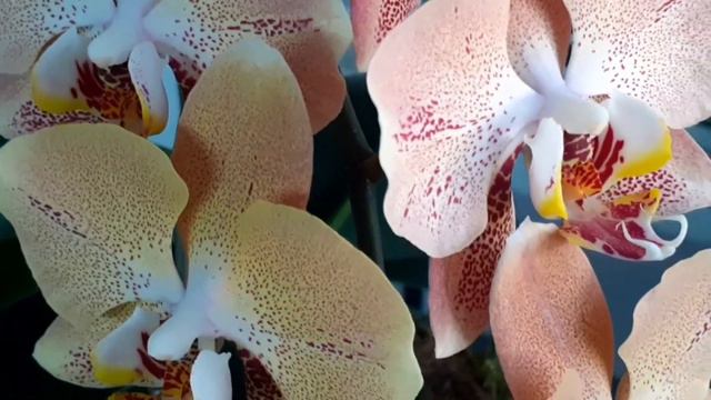 ЦВЕТЕНИЕ ФАЛЕНОПСИСОВ В ИЮНЕ.САМЫЕ ДОЛГОЦВЕТУЩИЕ В МОЕЙ КОЛЛЕКЦИИ! смотреть онлайн