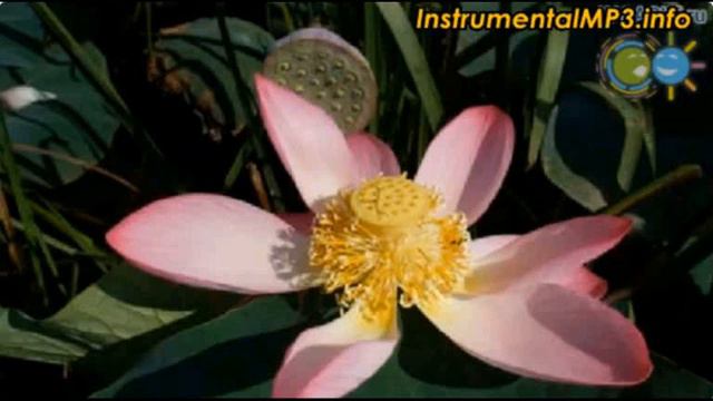 Звуки барабана🥁🔊 смотреть онлайн