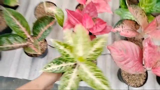 [LIVE] AGLAONEMA Si Ratu Daun смотреть онлайн