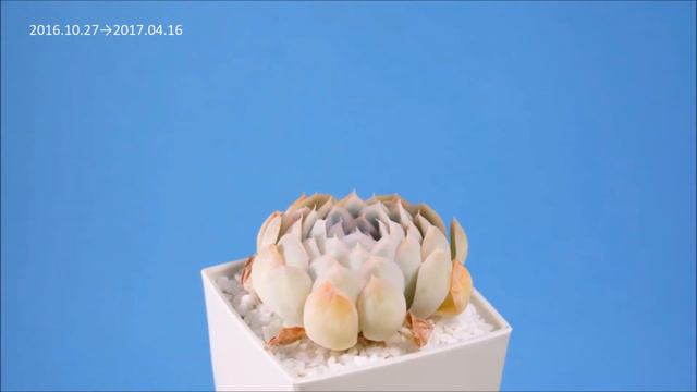 《Echeveria》 Hanazukiyo 2016-2017 смотреть онлайн