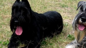 Порода собак. Миттельшнауцер. Яркая внешность которая  предает собаке грозный вид