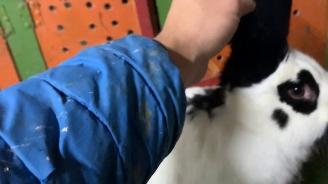 Кролики Строкачі - ремонт смотреть онлайн