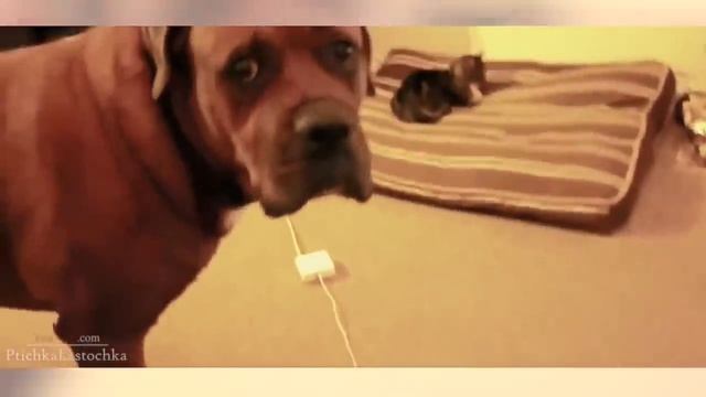 Коты против собак! Угар!! смотреть онлайн