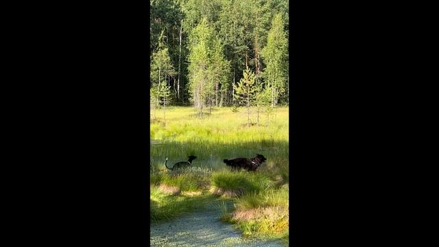 17. Переезжаю жить в палатку во дворе и живу деревенской рутиной