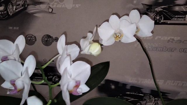 Цветение белых орхидей! смотреть онлайн
