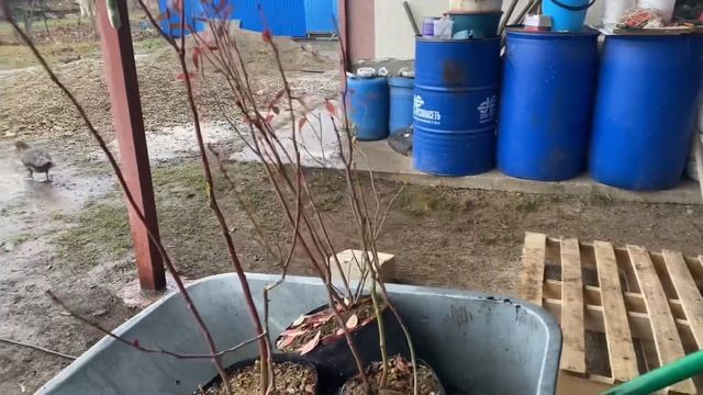 644❤️Неожиданно для себя увлеклись голубикой! Спасибо, Сергей!!! Продолжаем работу в птичнике? смотреть онлайн