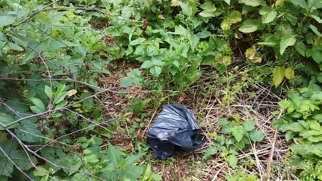 Выпускаем садовую славку на дачу и кратко о ней смотреть онлайн