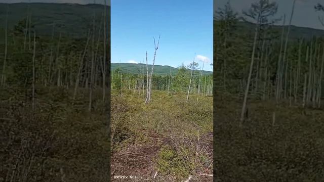 Искали золото, нашли солонец