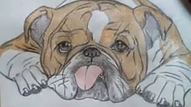 Рисунок английский бульдог смотреть онлайн