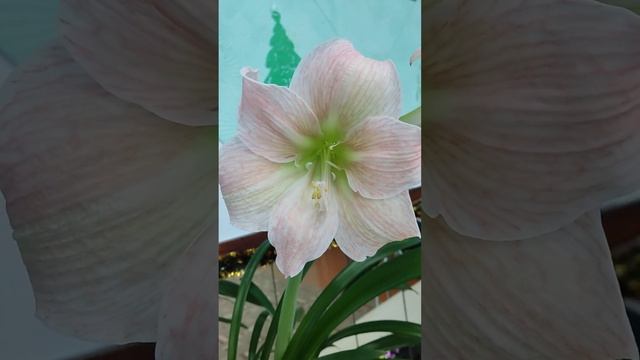 Какие сорта? Гиппеаструм. смотреть онлайн