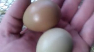 Фазаны несут яйца