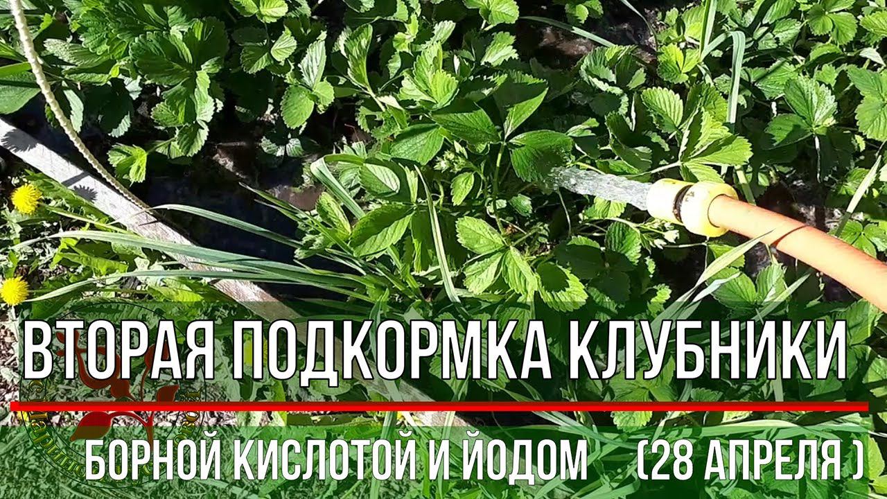 Клубника - Две Очень Важные Первые Подкормки для Клубники и Чеснока в начале вегетации смотреть онлайн