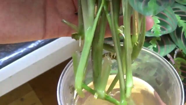 Маранта триколор. Омоложение .Уход. смотреть онлайн