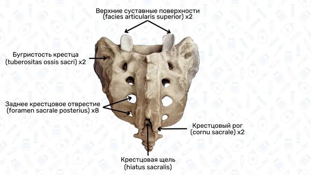 Крестец: строение, латынь, копчик / Анатомия, остеология смотреть онлайн