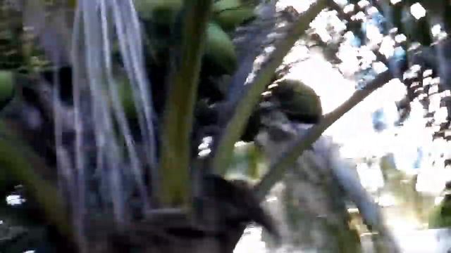 Еще одна пальма кокосовая смотреть онлайн