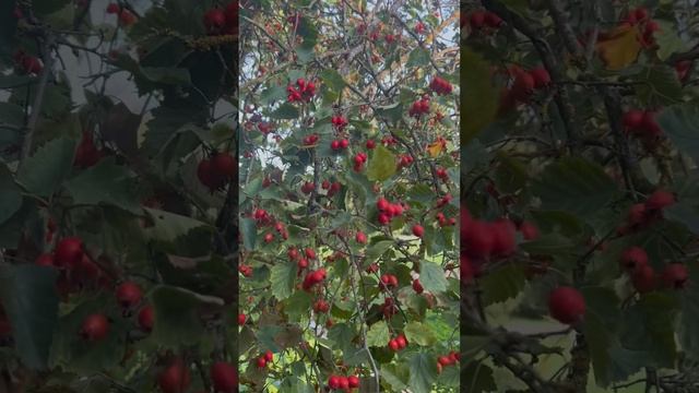 Боярышник смотреть онлайн