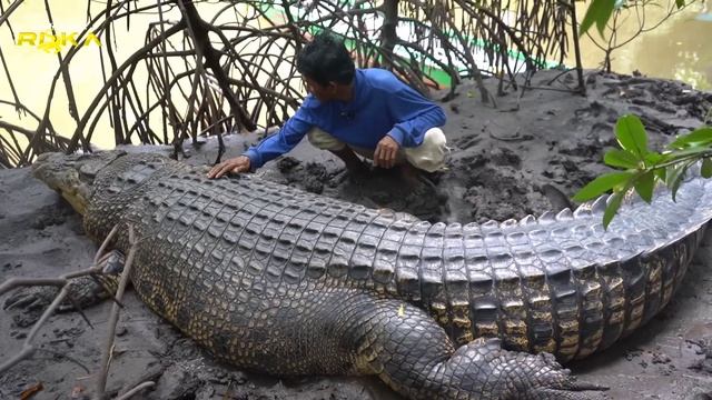 Edisi spesial❗️ambo nekat naik kedarat,asli disarang buaya riska | tame crocodile from Indonesia смотреть онлайн