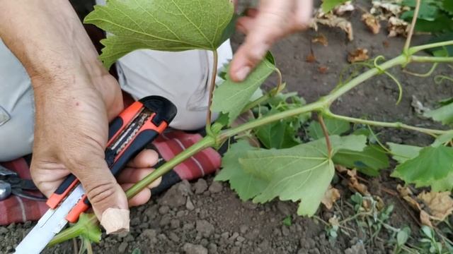 Самый надёжный способ прививки винограда.Дополнение.super grape grafting смотреть онлайн
