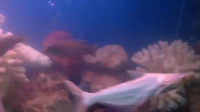 АфриканскиеЦихлиды и акулий балу в аквариуме