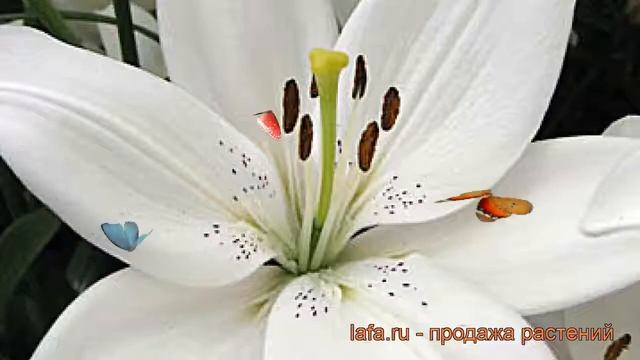 Лилия ла-гибрид Айс Кристал ? обзор: как сажать, луковицы лилии Айс Кристал смотреть онлайн